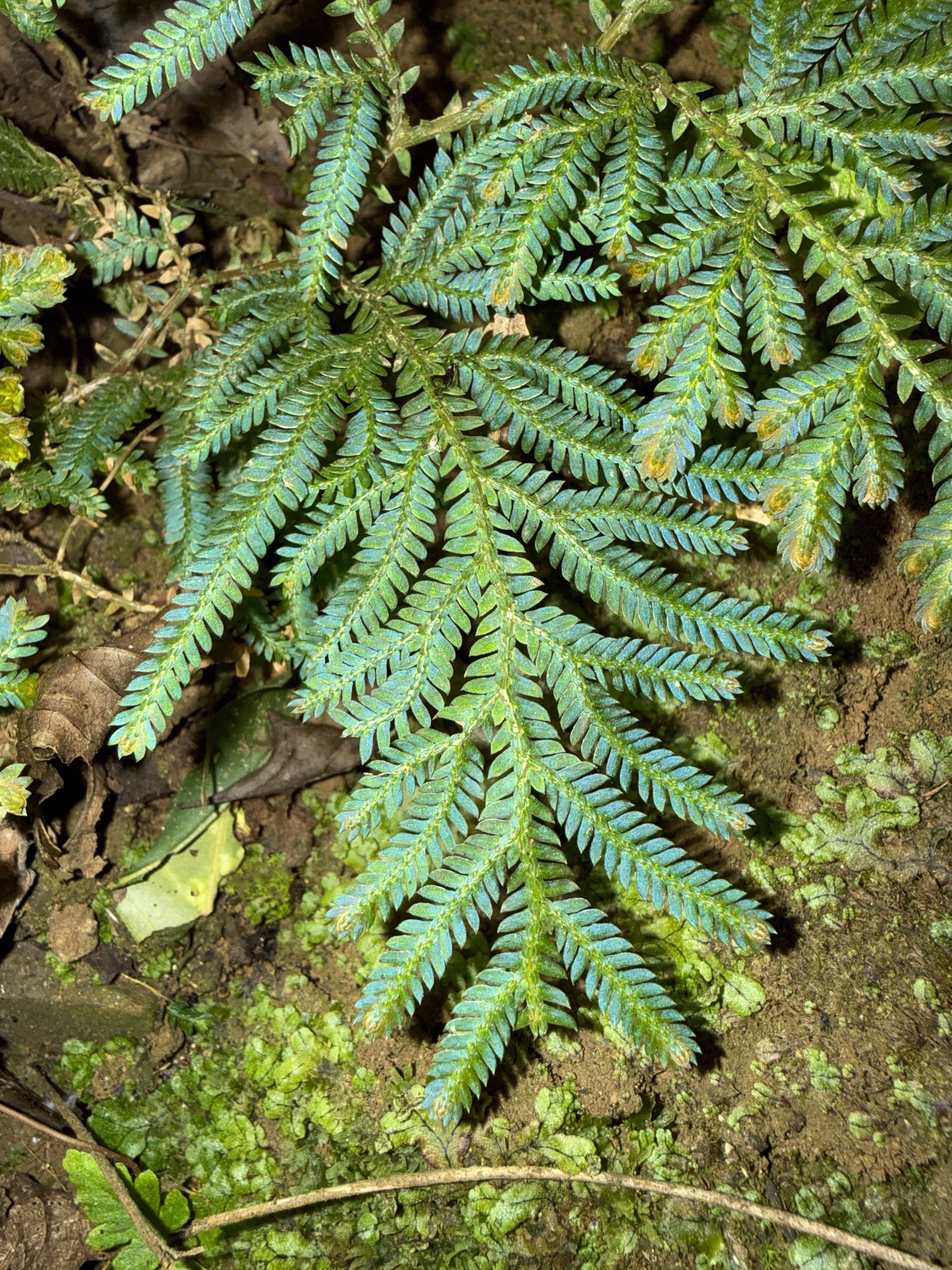 Selaginella delicatula — ảnh 2
