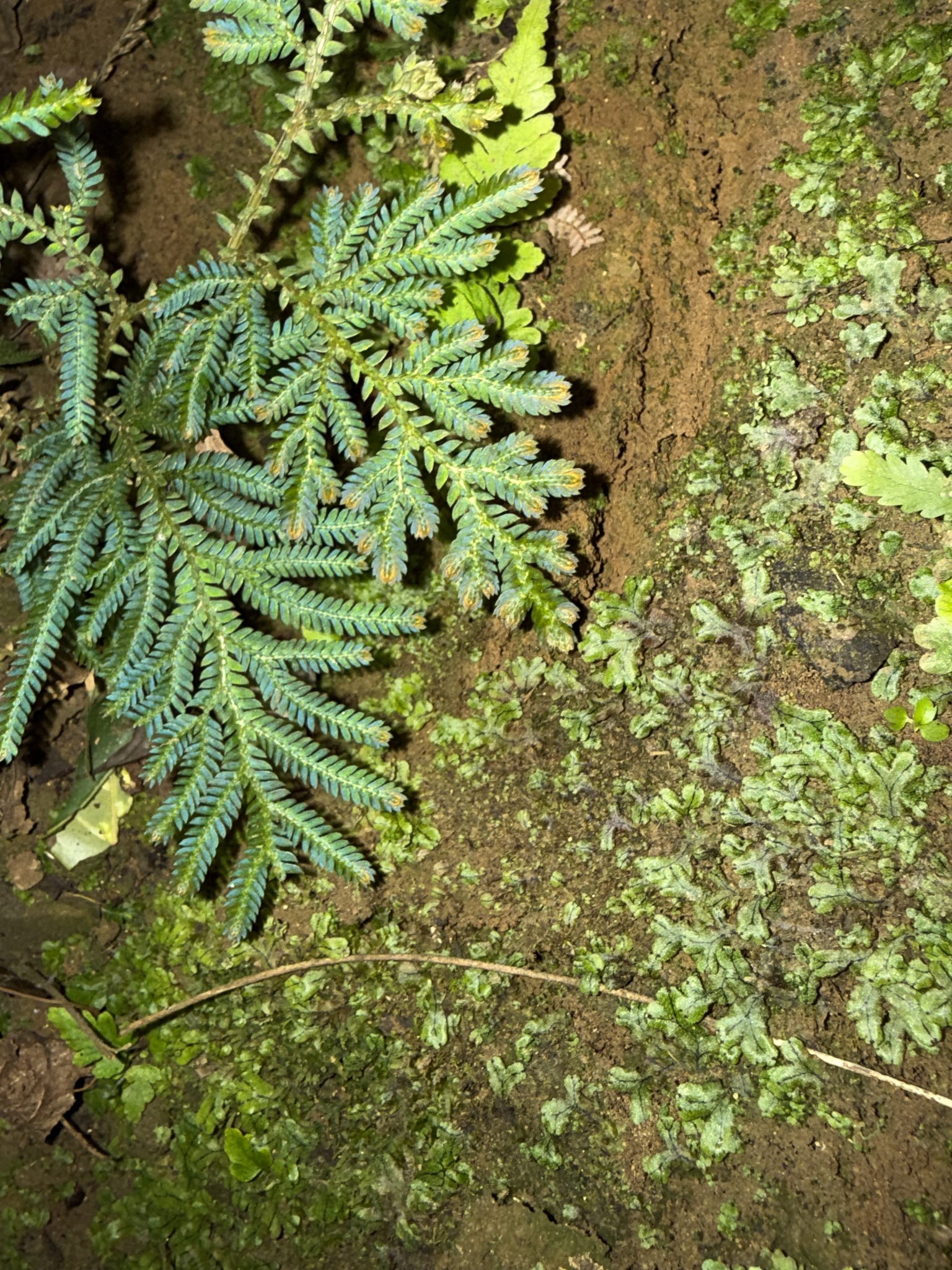 Selaginella delicatula — ảnh 3