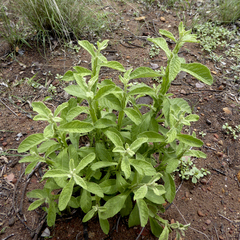 Pterocaulon redolens