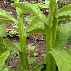 Pterocaulon redolens
