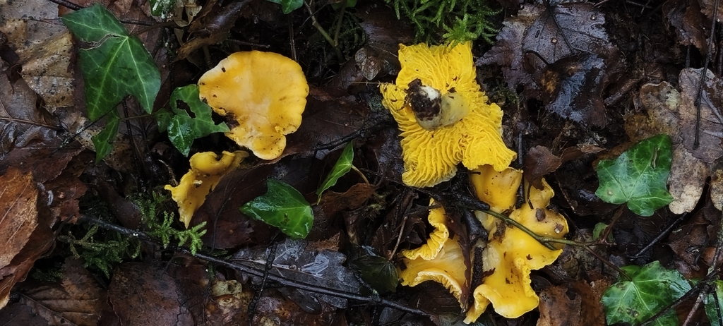 Cantharellus pallens