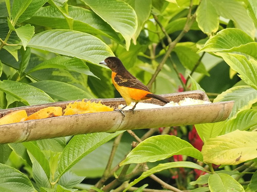 Flame-rumped Tanager (Ramphocelus flammigerus), photo 3