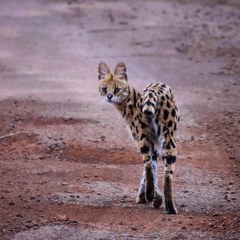 Leptailurus serval lipostictus