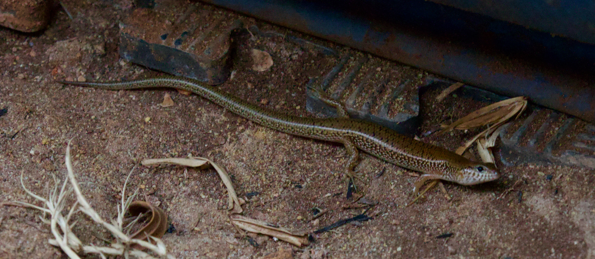 Northern Bar-Lipped Skink photo 5