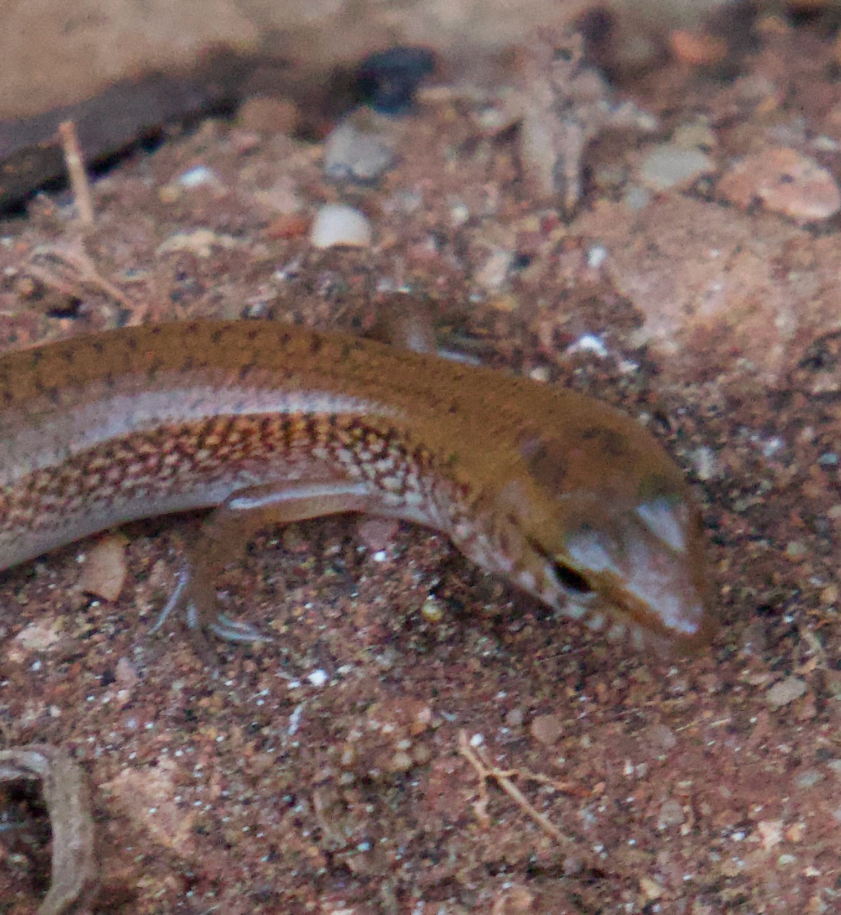 Northern Bar-Lipped Skink photo 7