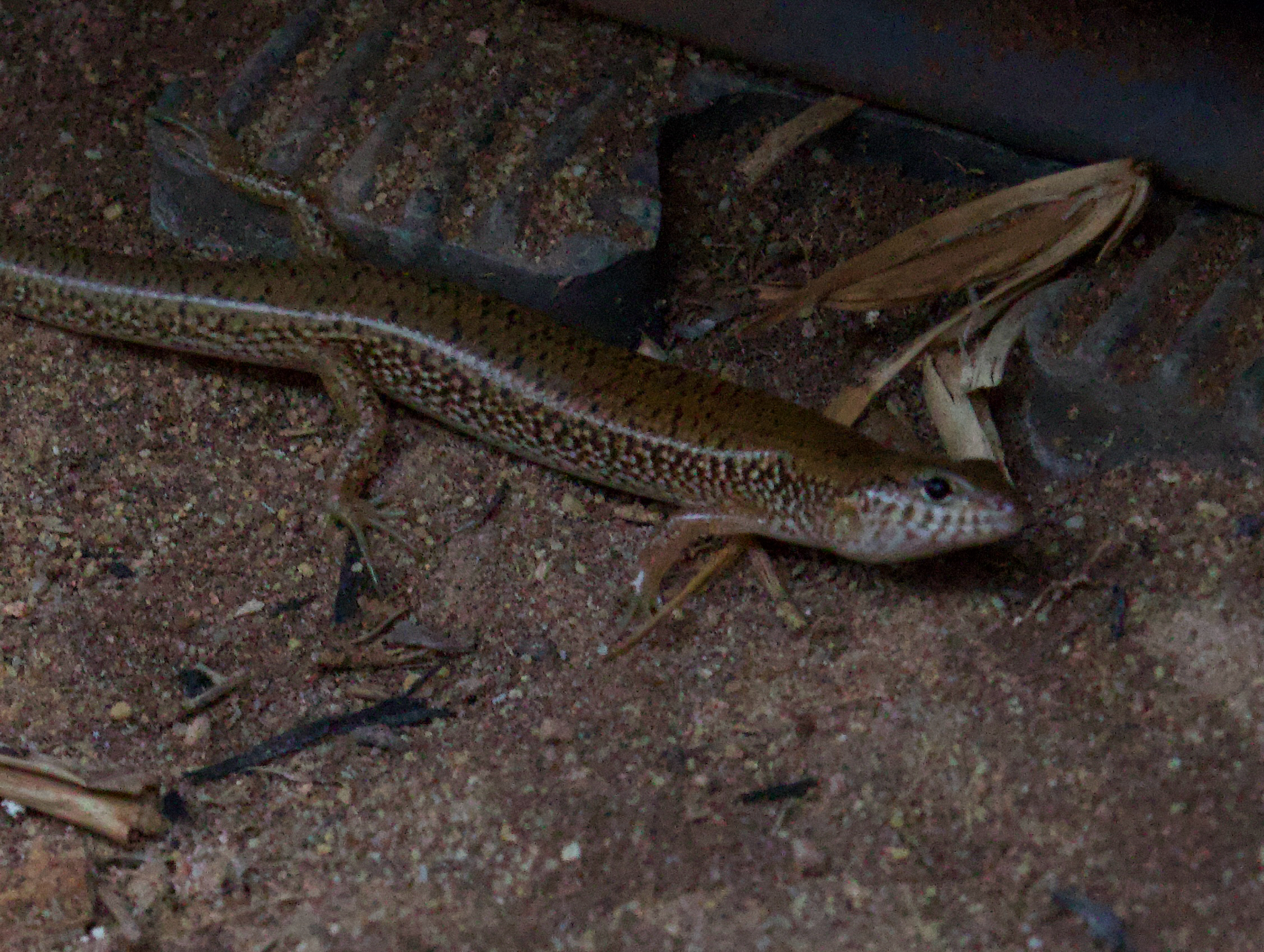 Northern Bar-Lipped Skink photo 6