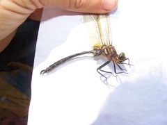 Somatochlora hineana