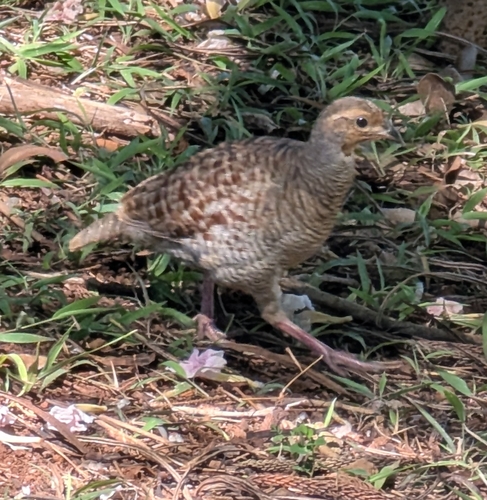 Grey Francolin (Ortygornis pondicerianus), photo 4
