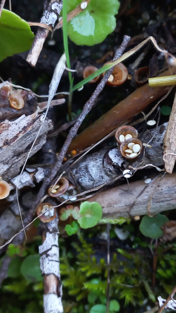 Crucibulum laeve · January 2026 · photo: © frangp (iNaturalist, cc-by)