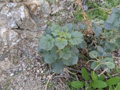 Chylismia cardiophylla