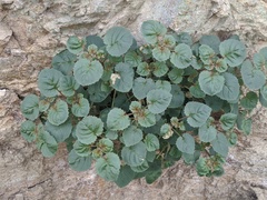 Chylismia cardiophylla