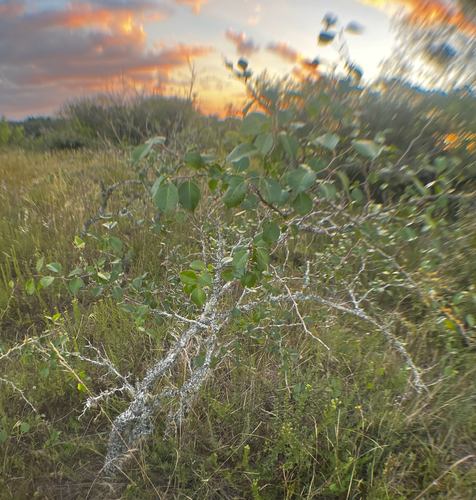 Xylosma tweediana, photograph 5