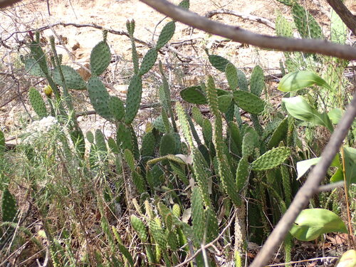 Opuntia puberula, photograph 2