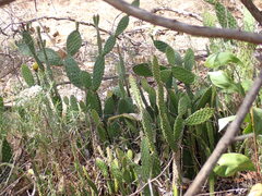 (c) naturewatchwidow, some rights reserved (CC BY) Opuntia puberula, photograph (c) naturewatchwidow, some rights reserved (CC BY)