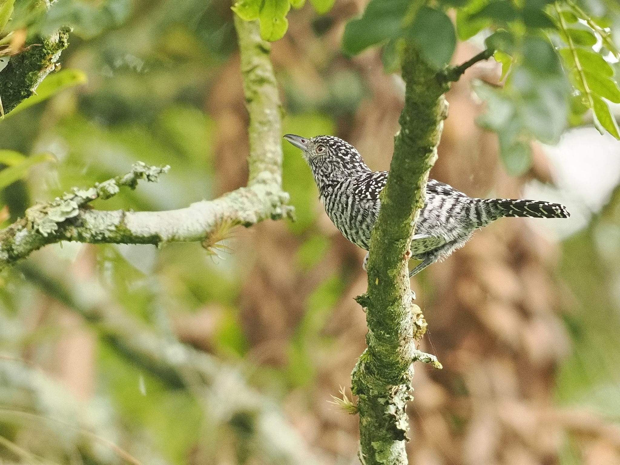Bar-crested Antshrike (Thamnophilus multistriatus), photo 9