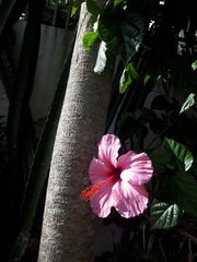 Hibiscus fragilis