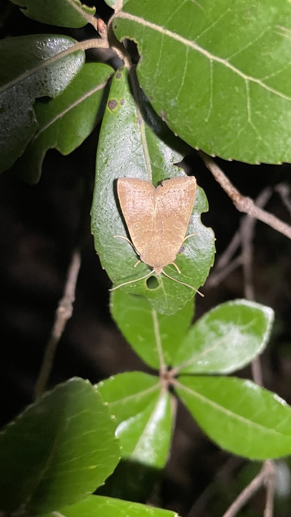 Intobole Insects Incertobole evelina in December 2025 by tofuinsect · iNaturalist