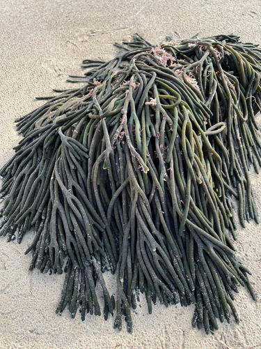 Codium galeatum observed 2026-02-01