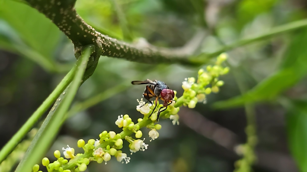 Plagiostenopterina cyanosoma