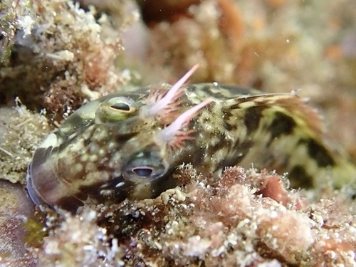 Parablennius cornutus