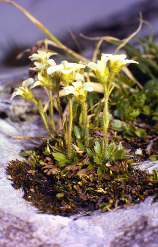 scree saxifrage (Saxifraga androsacea)
