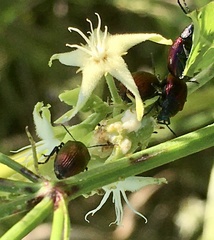 Freudeita cupripennis