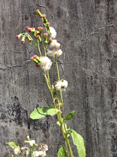 Crassocephalum crepidioides