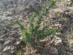 Fouquieria splendens