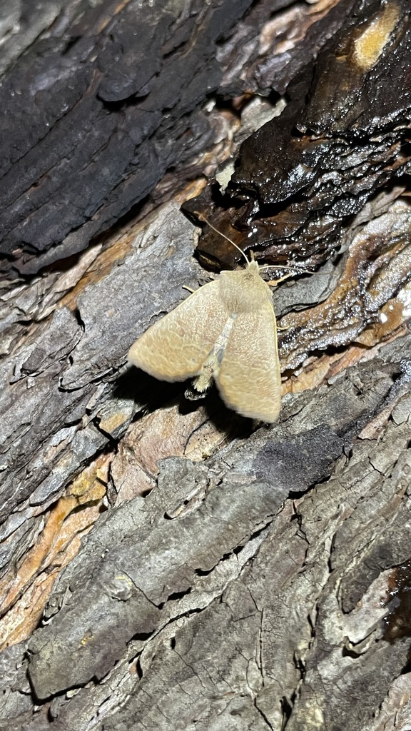 Intobole Insects Incertobole evelina in December 2025 by tofuinsect · iNaturalist