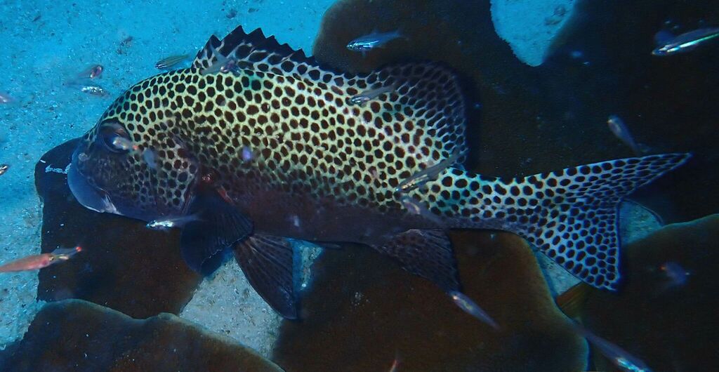 Clown Sweetlips (Plectorhinchus chaetodonoides)