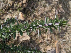 Fouquieria splendens