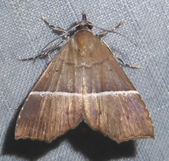 Catada vagalis
