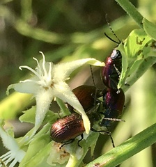 Freudeita cupripennis