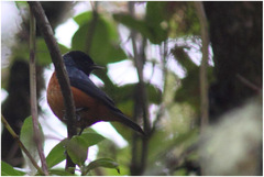 Conirostrum sitticolor