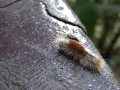 Dasychira chekiangensis