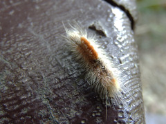 Dasychira chekiangensis