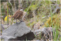 Cinclodes albidiventris