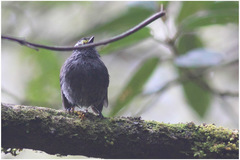 Silvicultrix frontalis