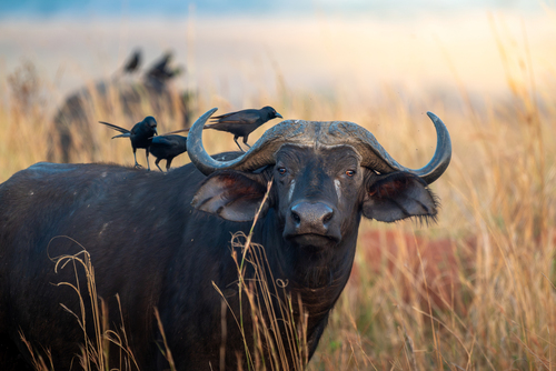 Cape Buffalo
