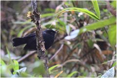 Diglossa lafresnayii