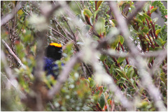 Iridosornis rufivertex