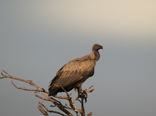 White-backed Vulture
