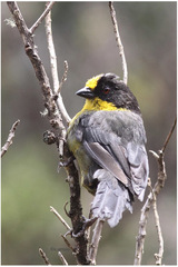 Atlapetes pallidinucha