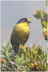 Atlapetes pallidinucha