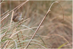 Cistothorus platensis aequatorialis