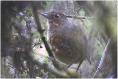 Grallaria quitensis