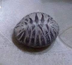 Pseudopusula californiana