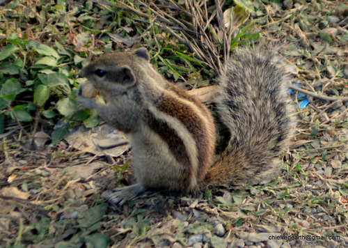 Five-striped Palm Squirrel, photo 6 of 10