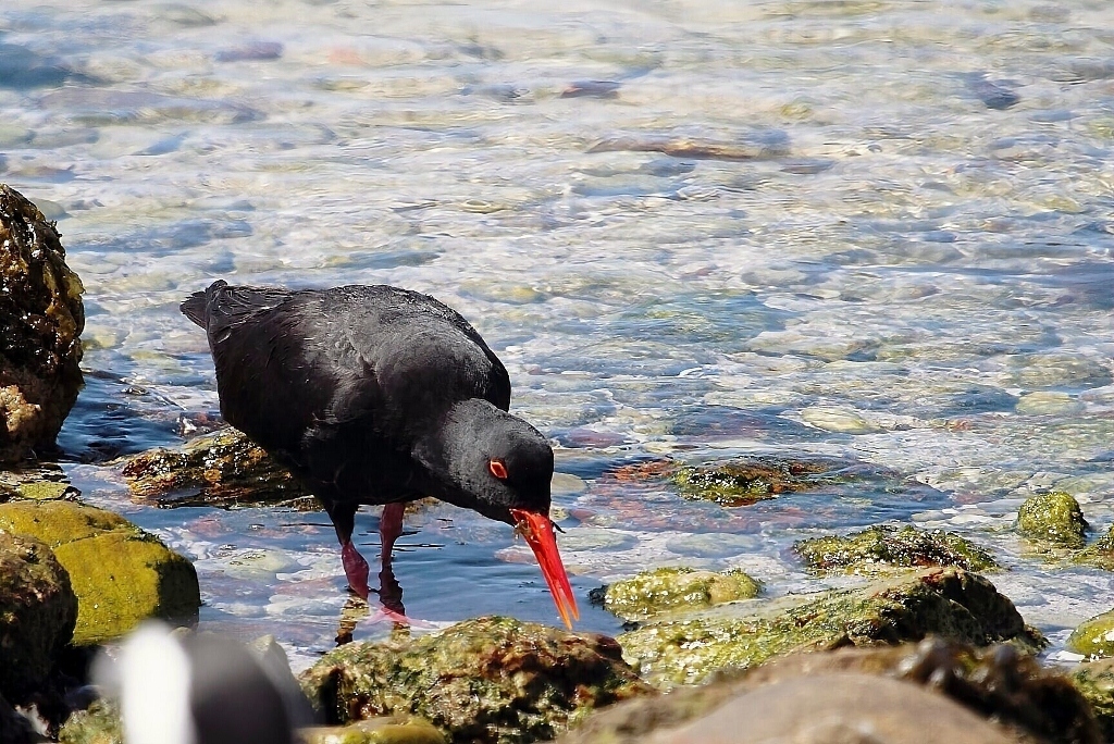 African Oystercatcher (Haematopus moquini), photo 4