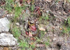 Pedaliodes phaea